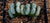 harry lewis propagation haworthia succulents