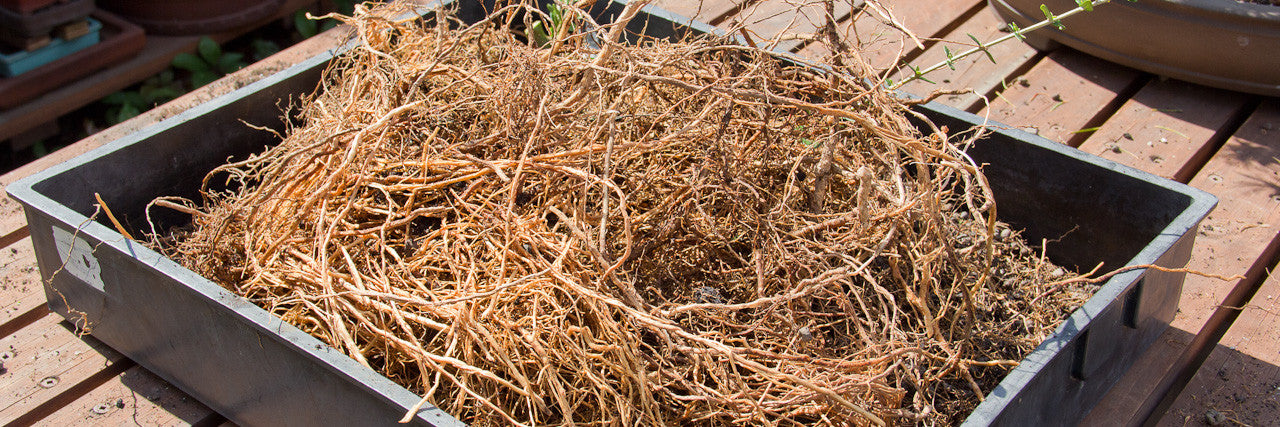 repotting bonsai trees