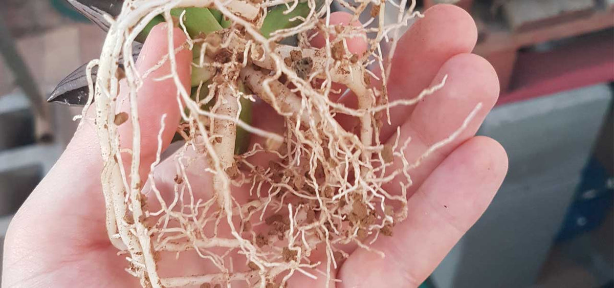 Rooting Haworthia