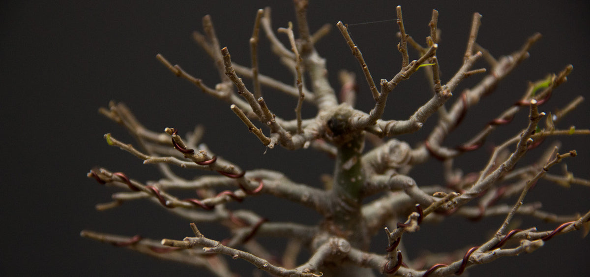 chinese hackberry or celtis sinensis gets an autumn cut