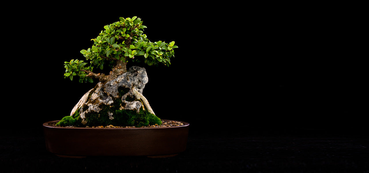 South African Bonsai Artists - Bonsai Tree (Pty) Ltd.