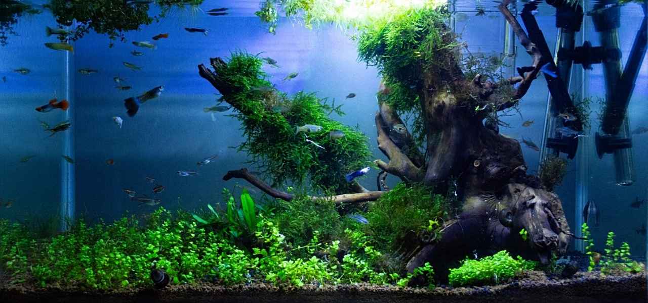 Aquaria: An Introduction