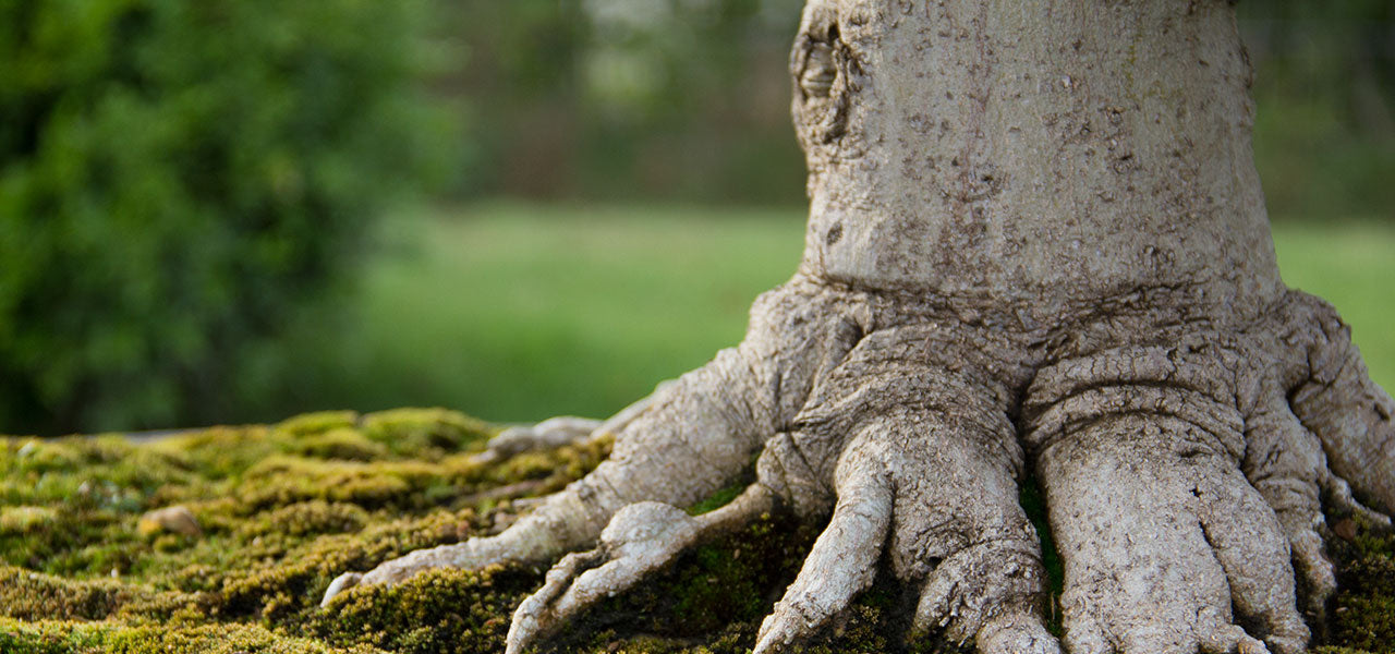 Taiwan bonsai trees BCI 2017