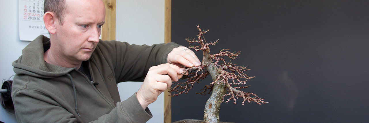 Terry Erasmus works on a chinese elm