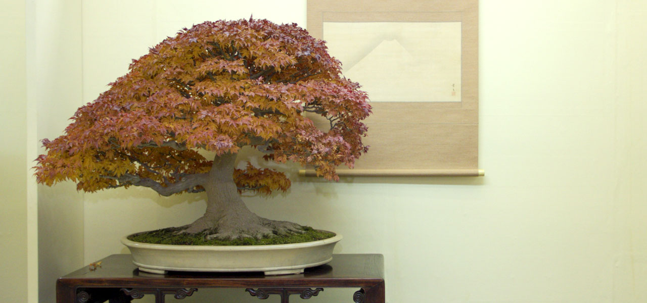 ficus bonsai gieen Die Revolution der Zimmerpflanzen: Easyplant Jar mit Ficus Ginseng Bon