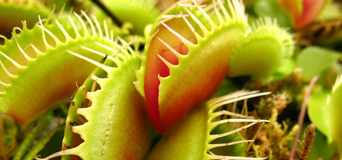 venus fly trap peter hewitt