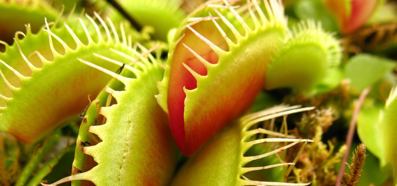 VENUS FLY TRAP CARE: Basic Guide & Tips for Growing Carnivorous
