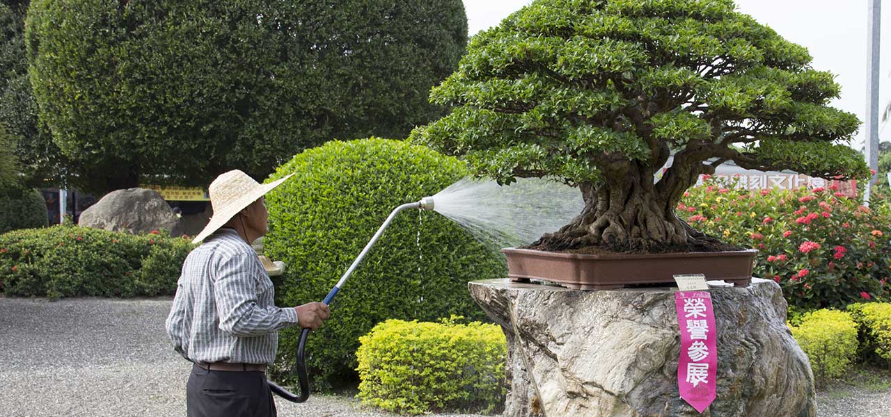 water saving bonsai tree tips