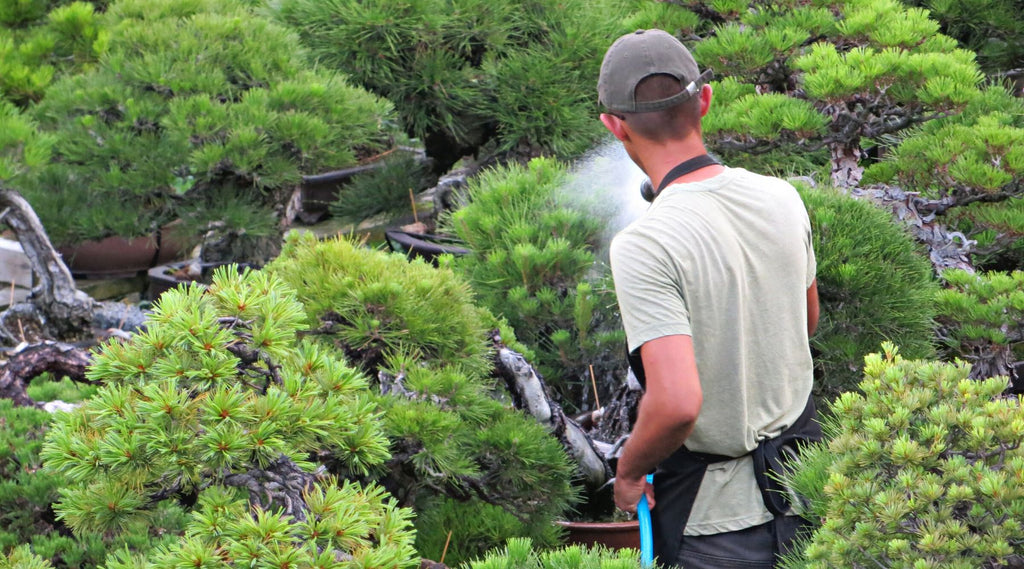 watering suggestions and tips for bonsai trees