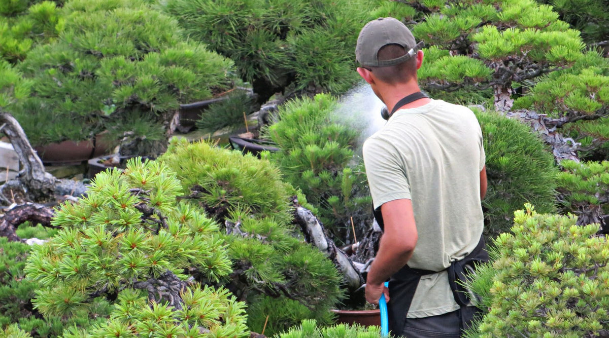 watering suggestions and tips for bonsai trees