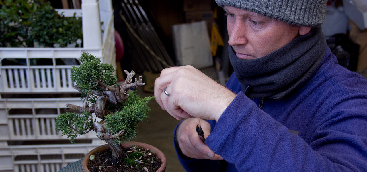 5 Winter Bonsai Activities To Keep You Till Spring - Bonsai Tree (Pty) Ltd.