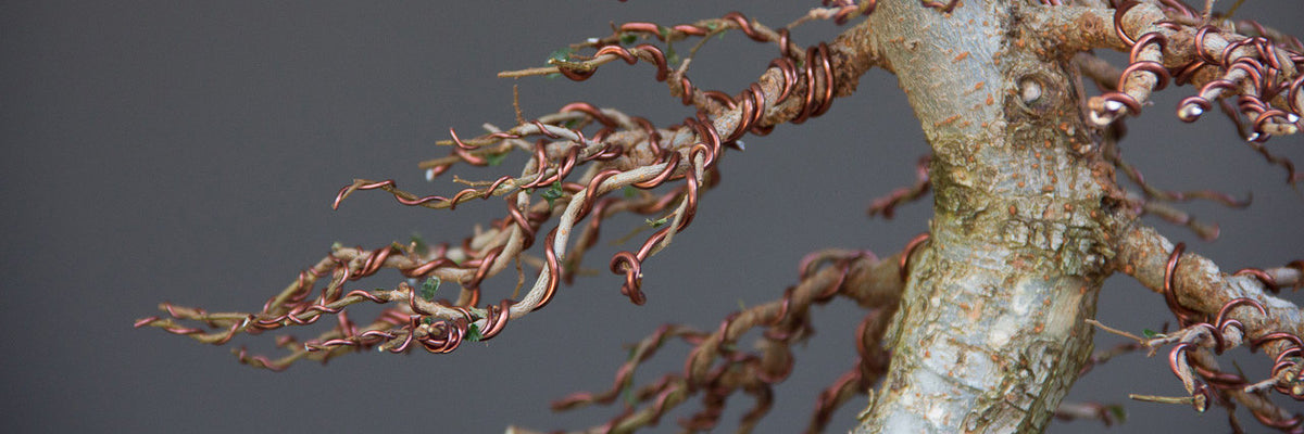wiring technique bonsai trees