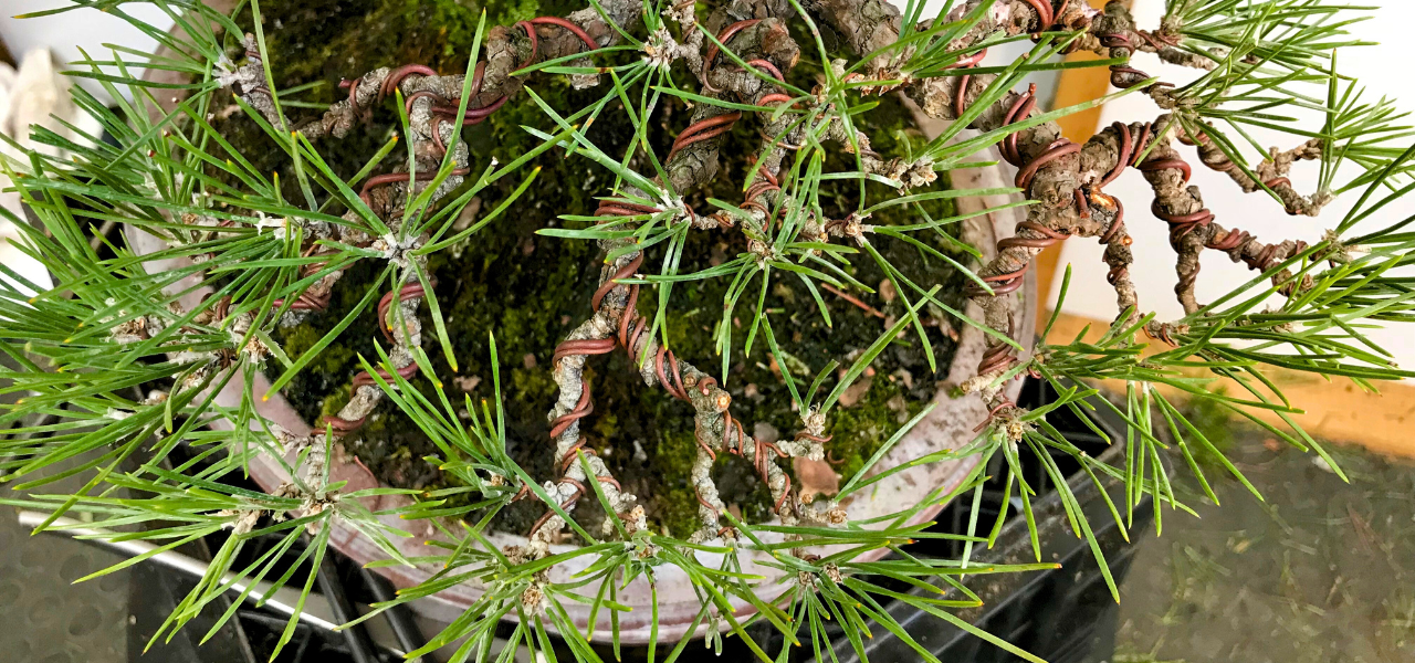 wiring technique bonsai blog