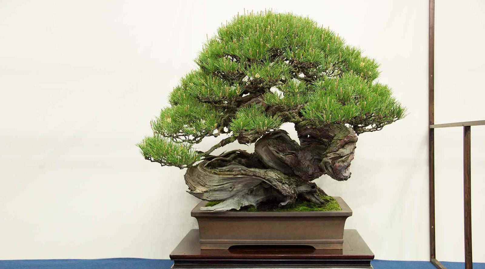 Bonsai Tools collection