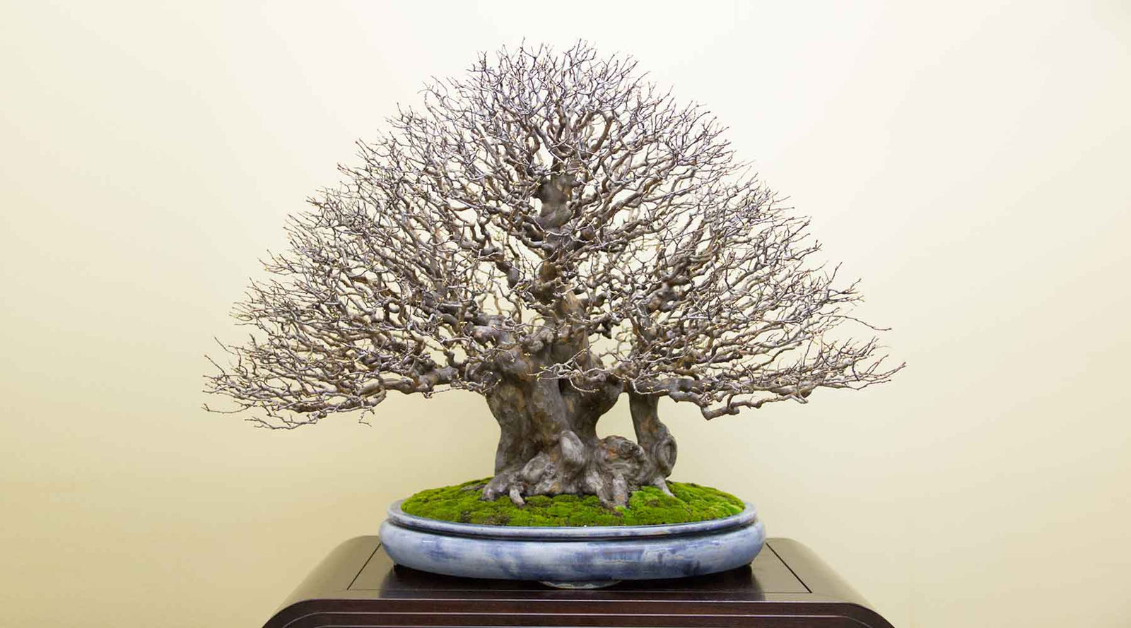 Books & E-Books bonsai collection