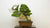 Bundles and Kits bonsai collection