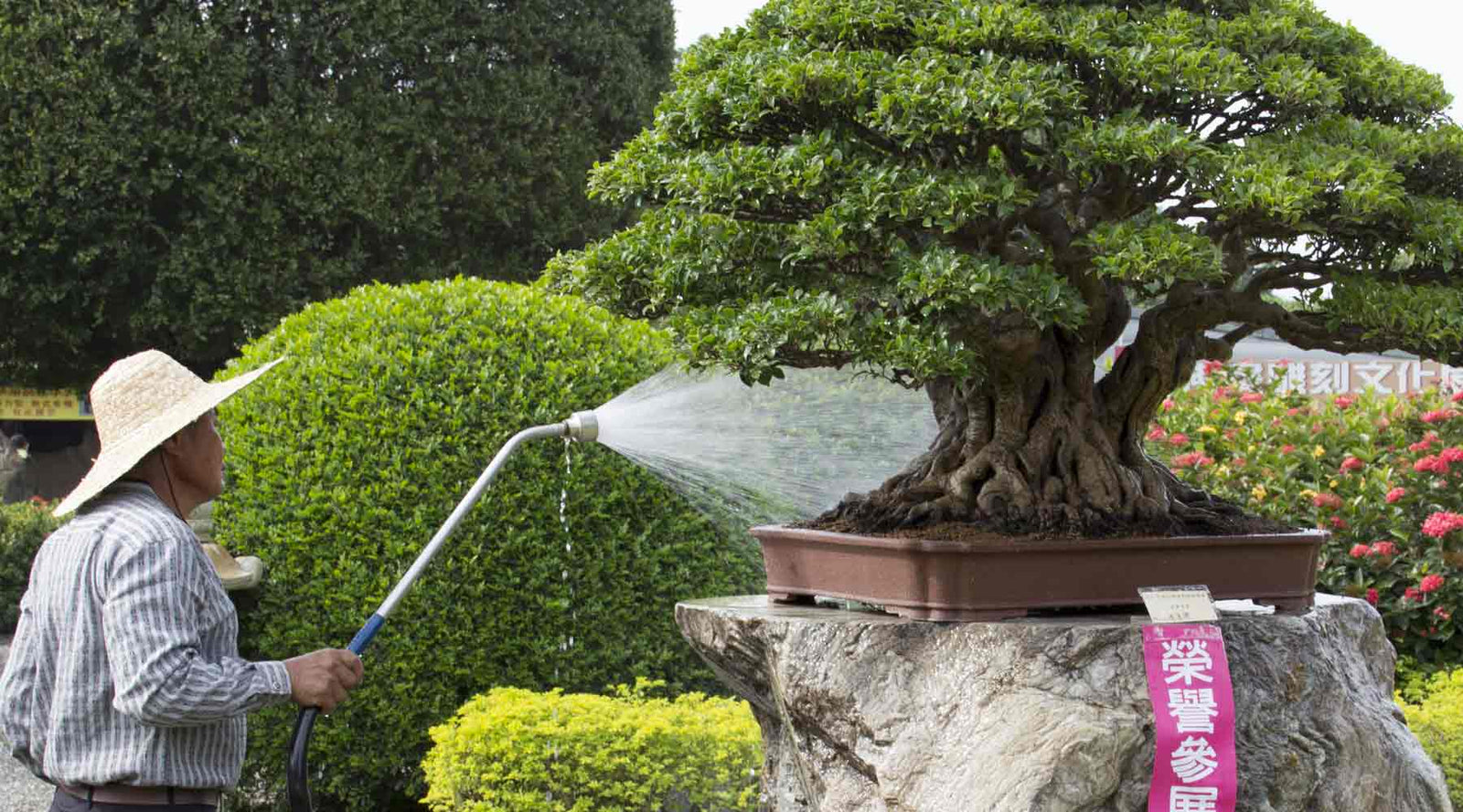 watering and fertilizing