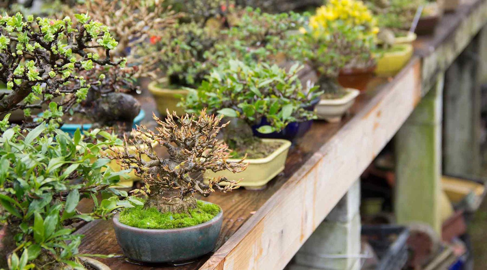 Imported Japanese Trees collection