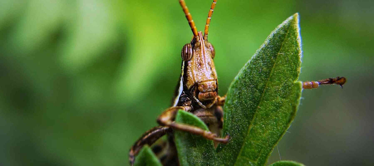 pests and diseases solutions