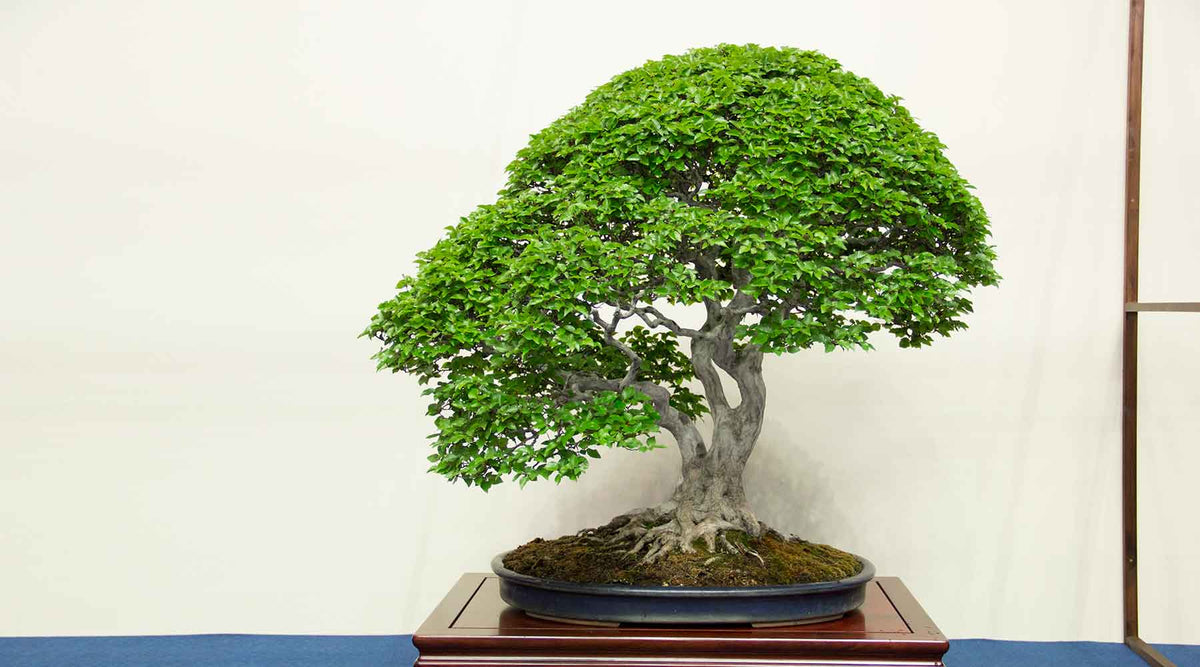 Japanese Ceramics bonsai collection
