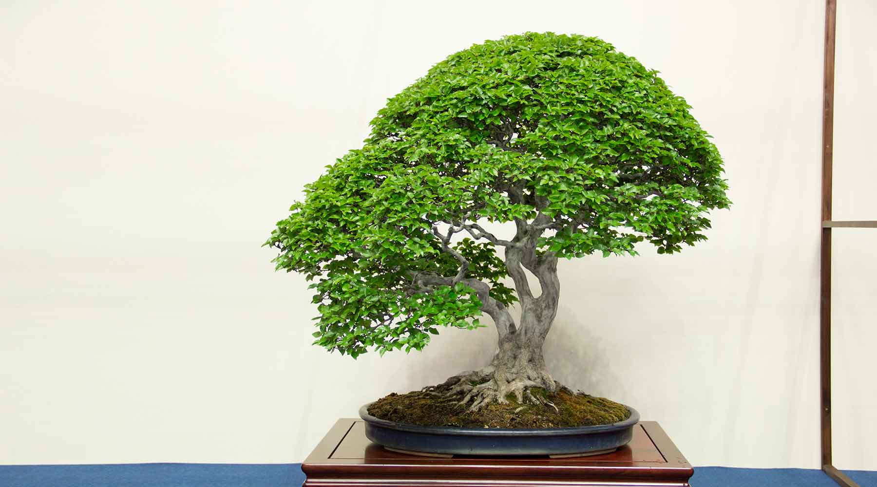 Japanese Ceramics bonsai collection