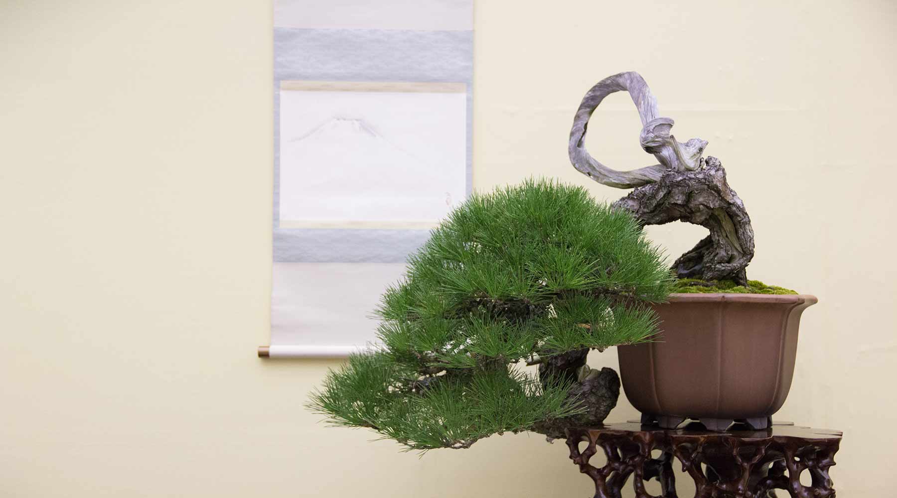 Maintenance Collection bonsai products