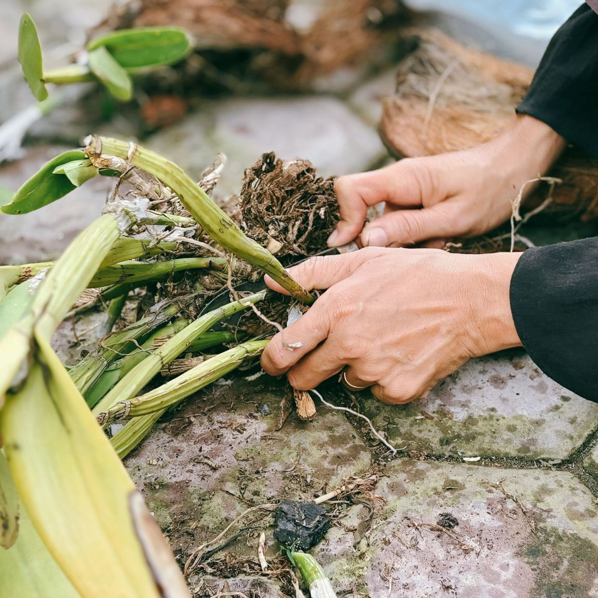 orchid growing media