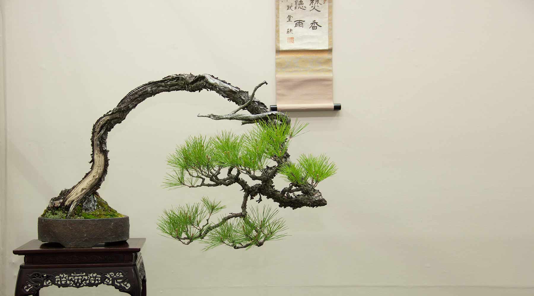 Pine bonsai Collection