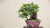 Shohin Collection bonsai products