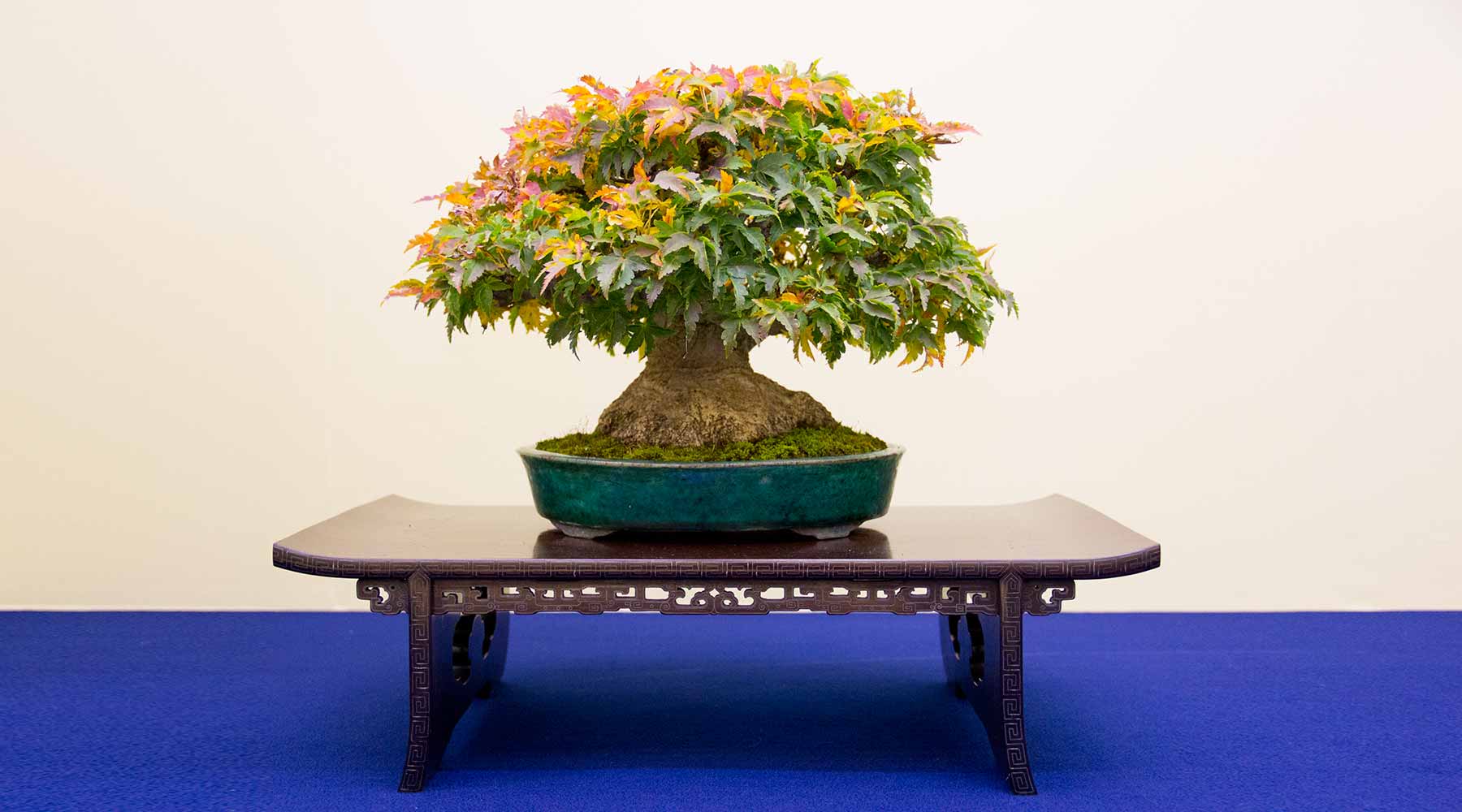 Wooden Display Tables bonsai collection
