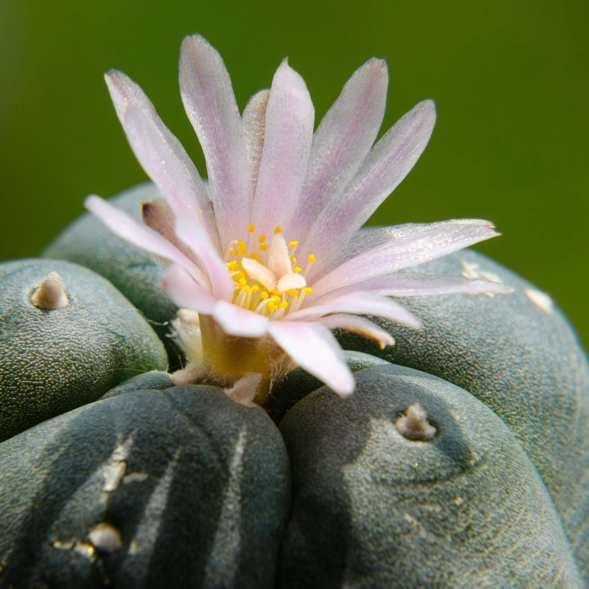 akadama for succulent growers