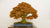 Autumn collection of bonsai products