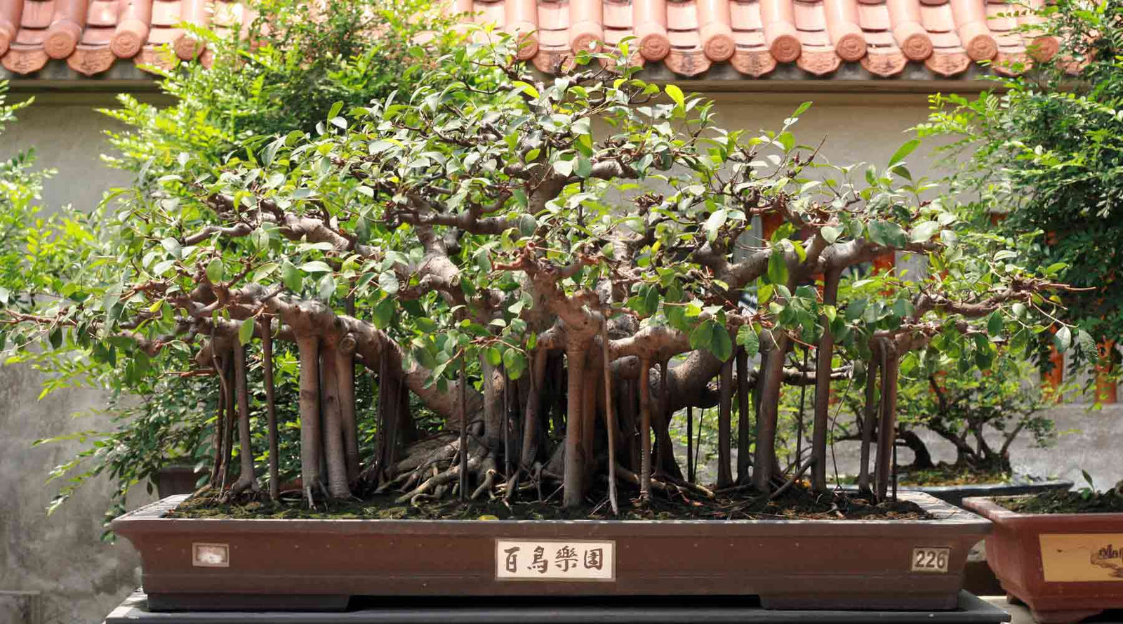 back in stock products bonsai