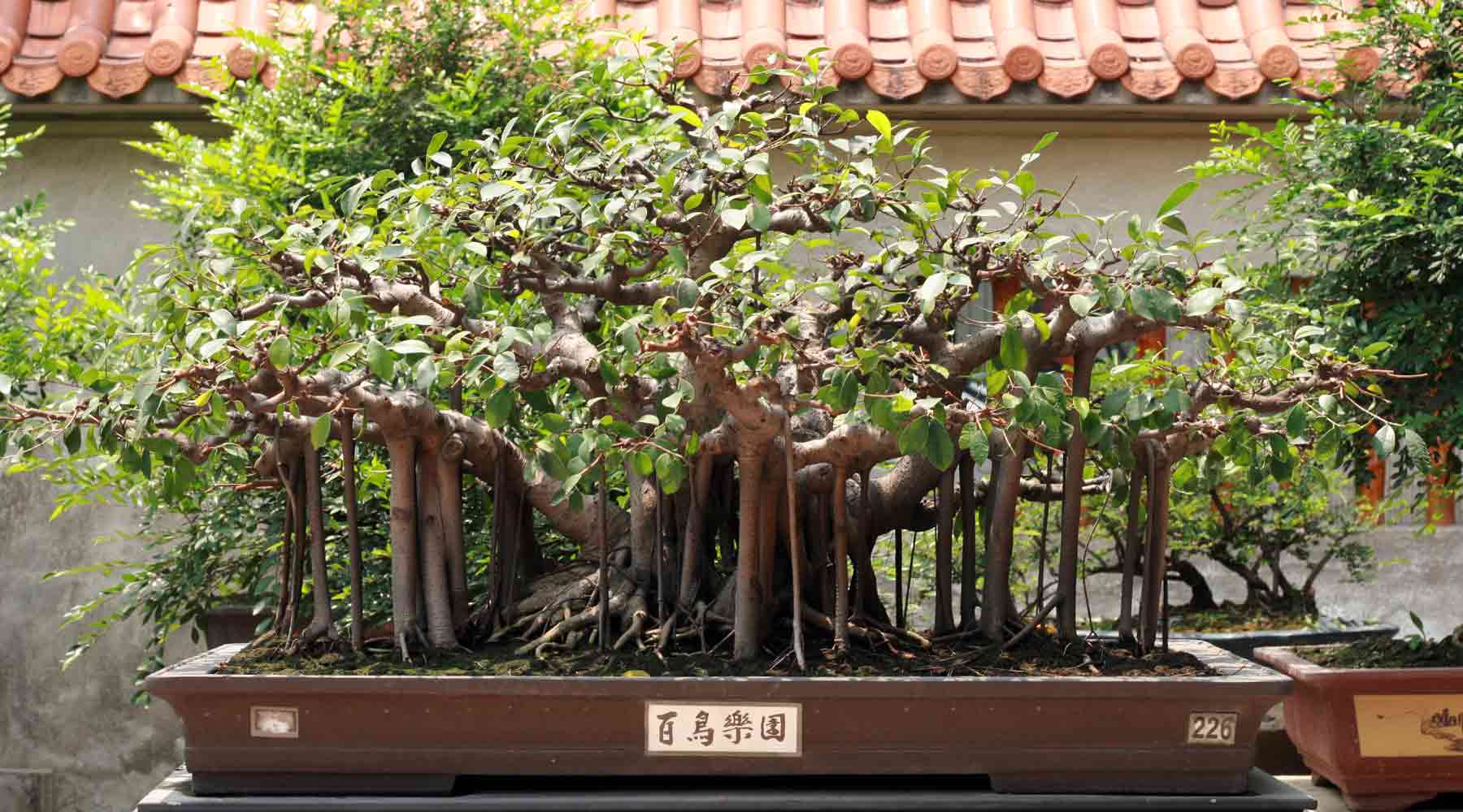 back in stock products bonsai
