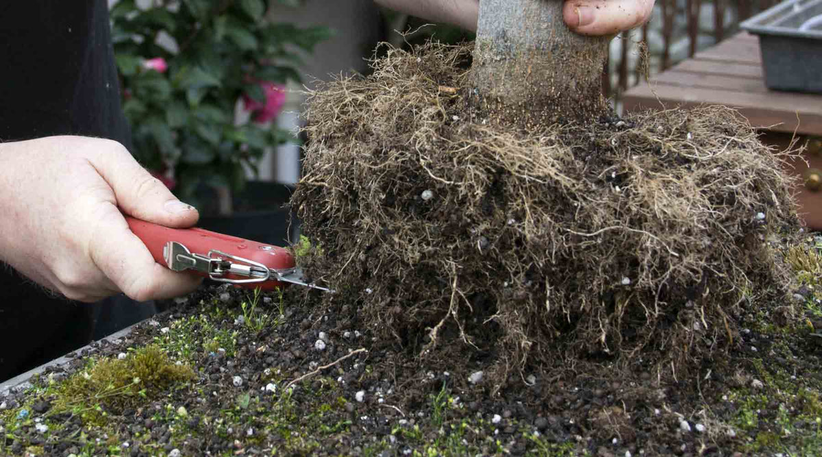 bonsai layering propagation seeds
