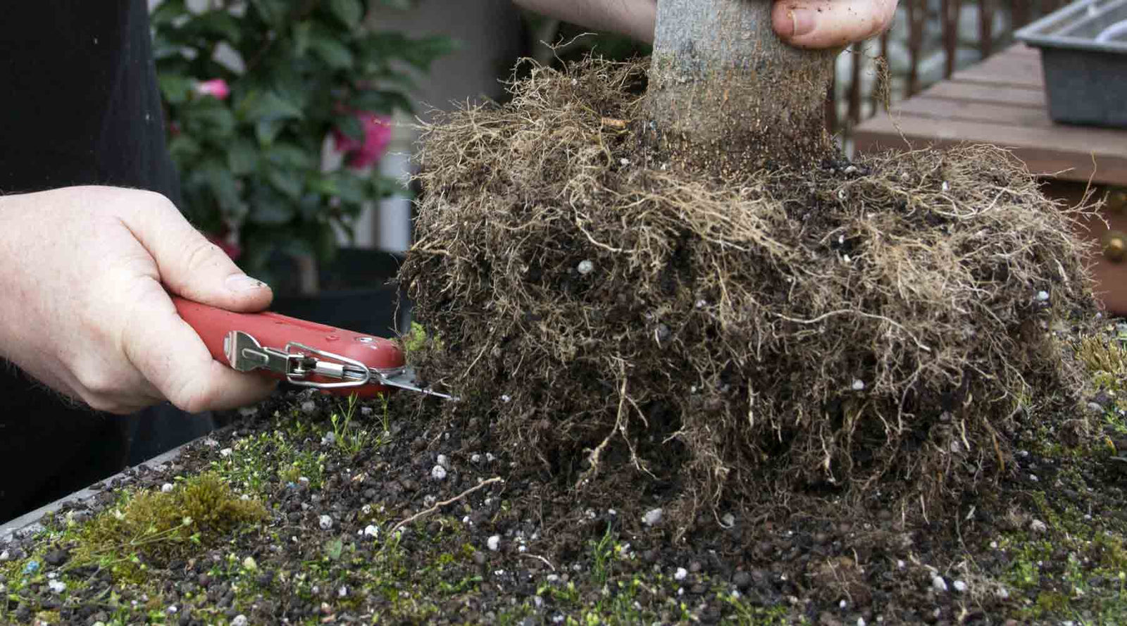 Seeds, Cuttings and Layering Tagged "Trays" Bonsai Tree (Pty) Ltd.