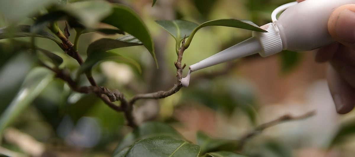bonsai tree sealers