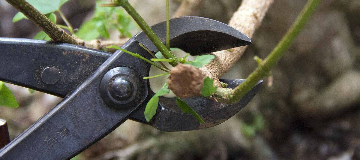 Branch Cutters and Splitters