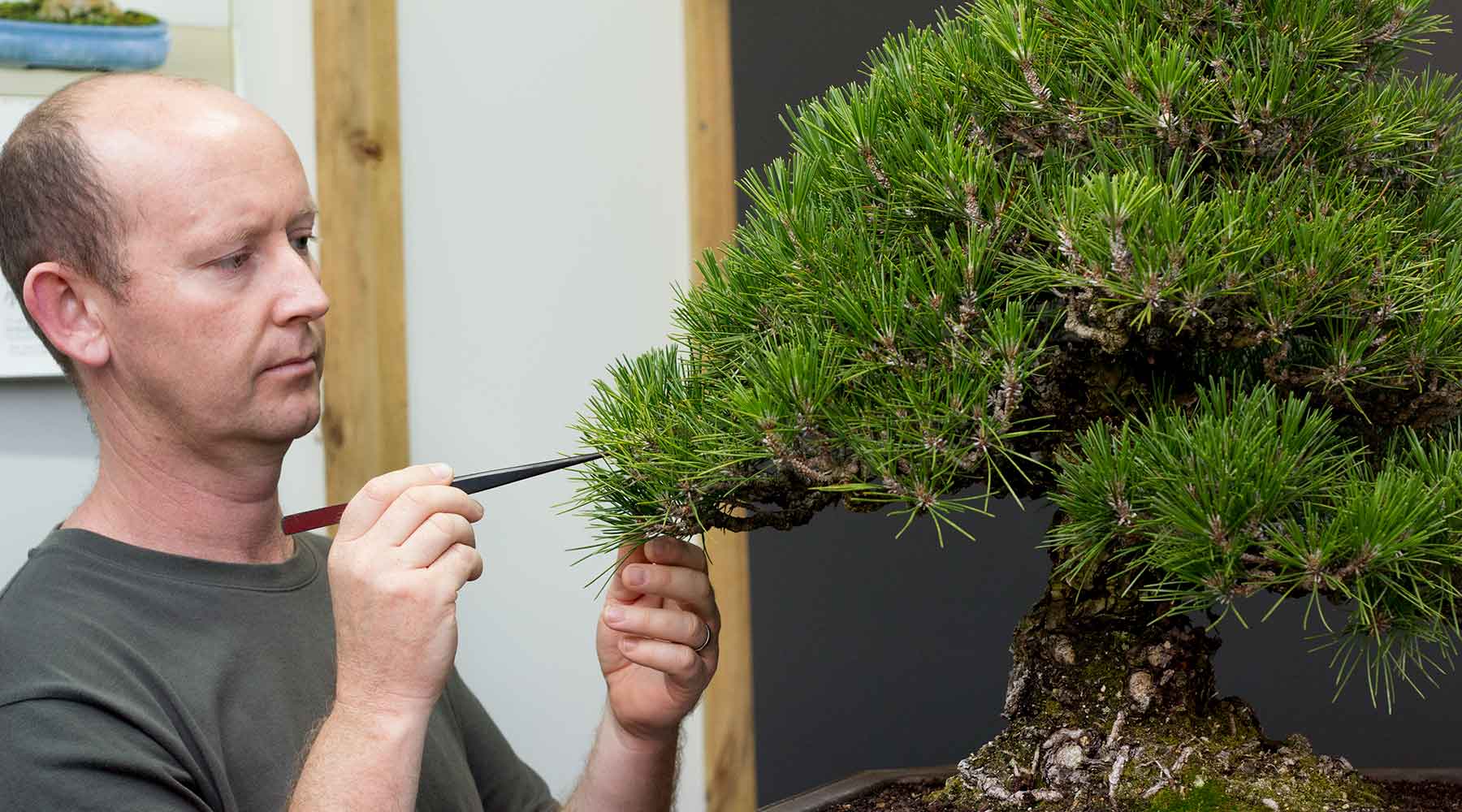 bonsai workshops terry erasmus