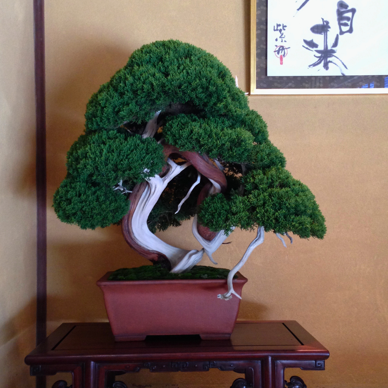 Bonsai