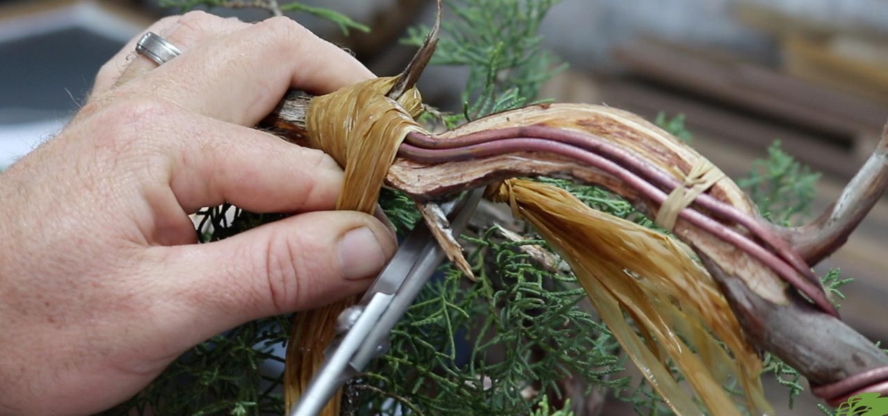 Juniper bonsai tools