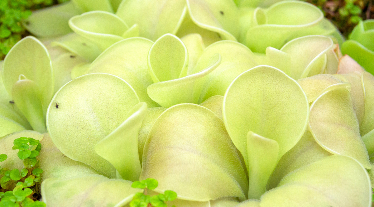 Butterworts, Pinguicula