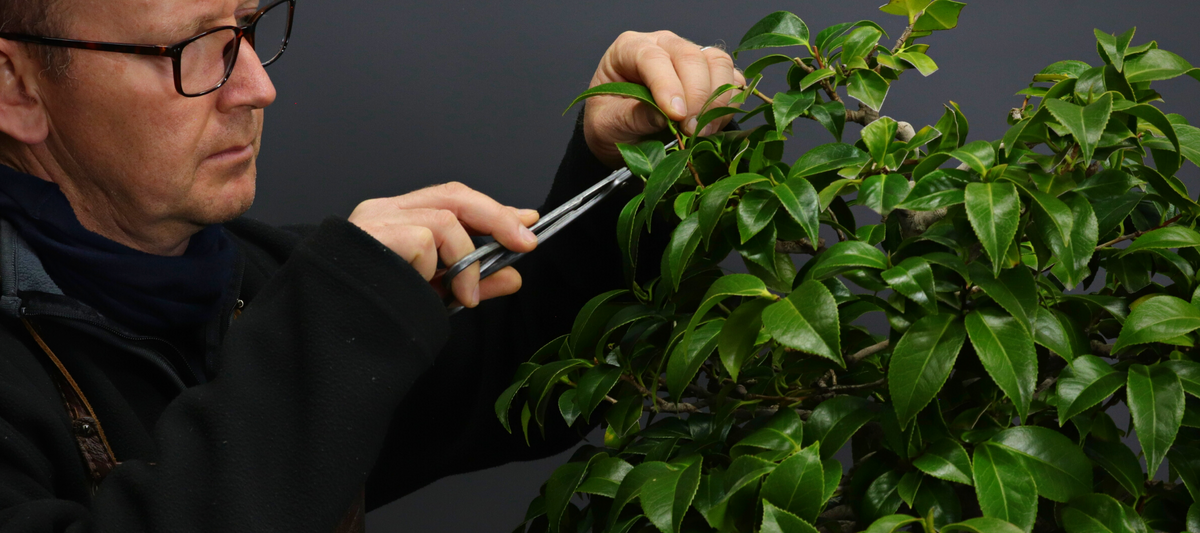 bonsai tool sets