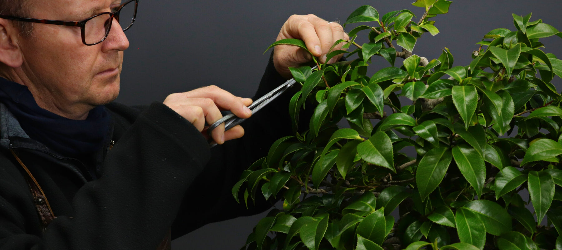 Bonsai Tool Sets Bonsai Tree (Pty) Ltd.