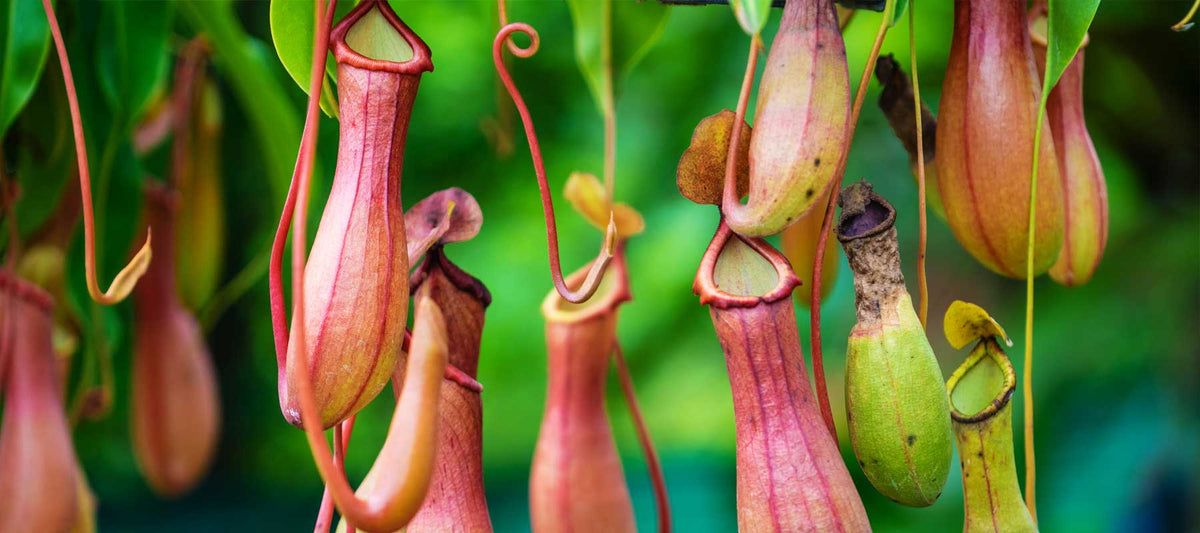 Carnivorous Plants