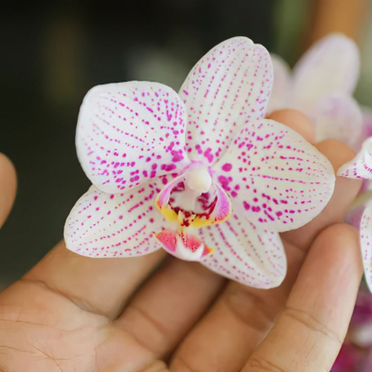 Ceramic Orchid Containers