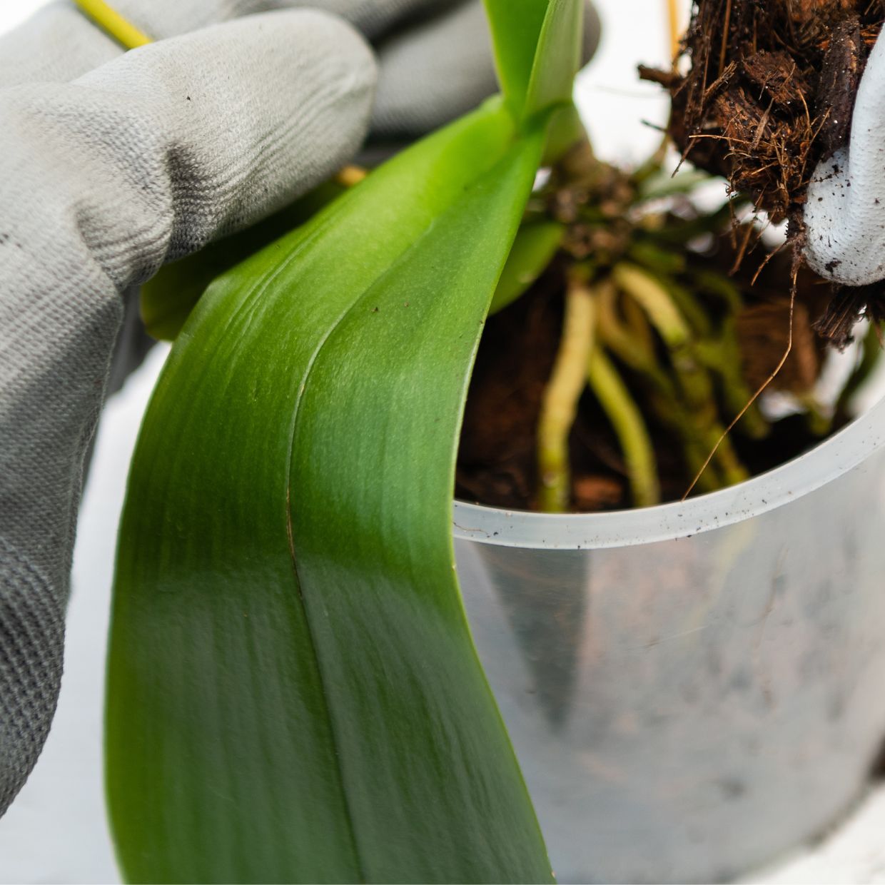 Plastic Orchid Containers
