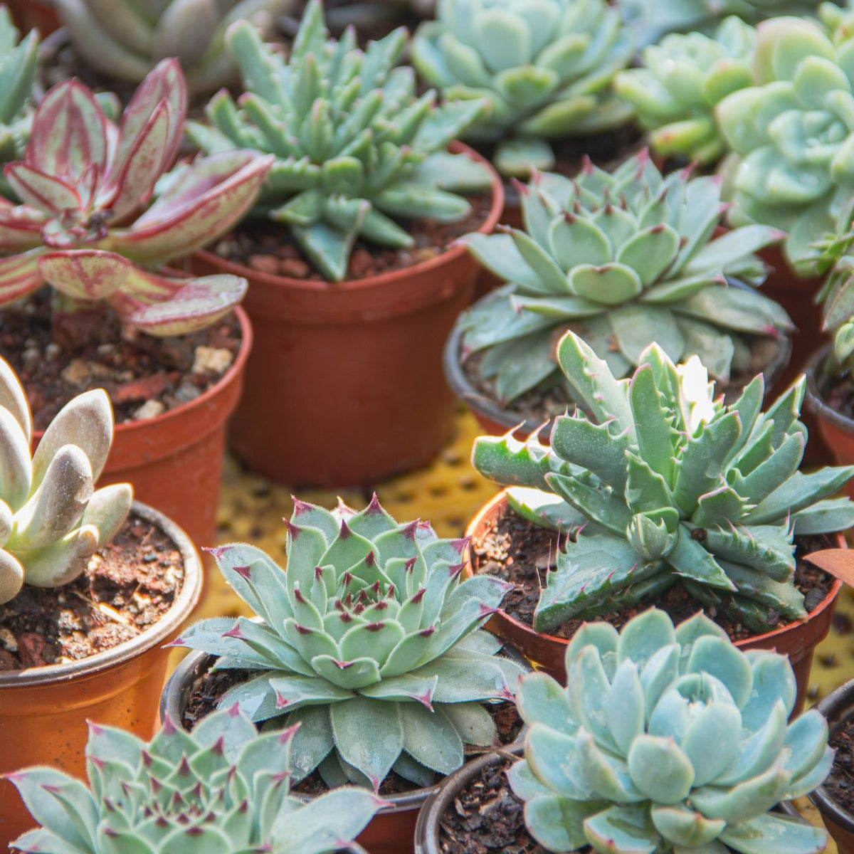 Containers for succulents