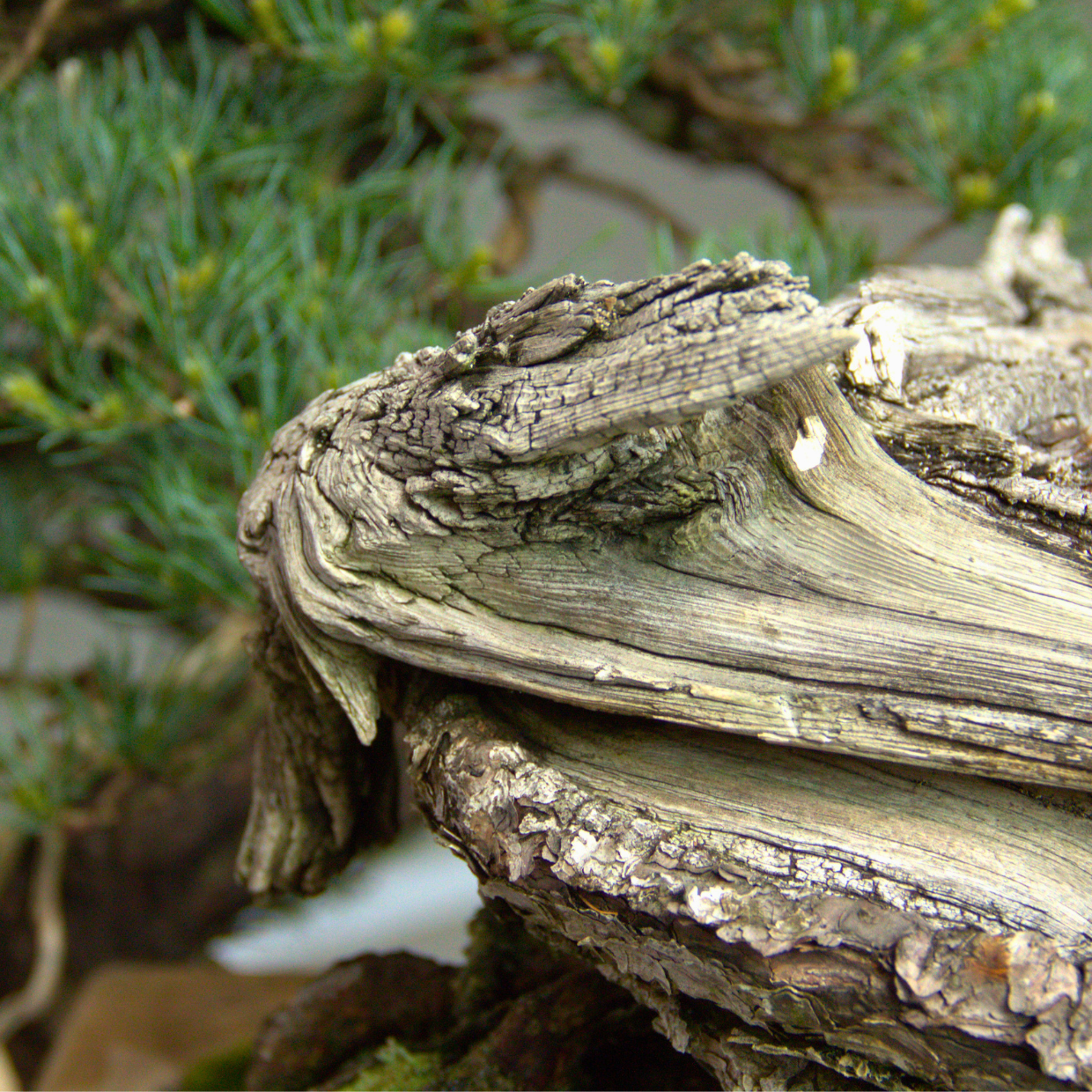 Creating Deadwood