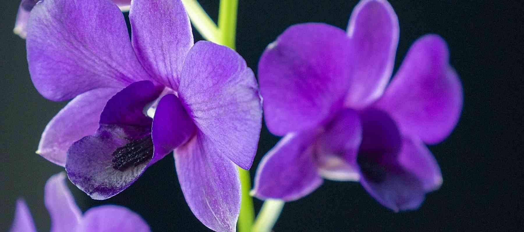 orchid dendrobium hard cane